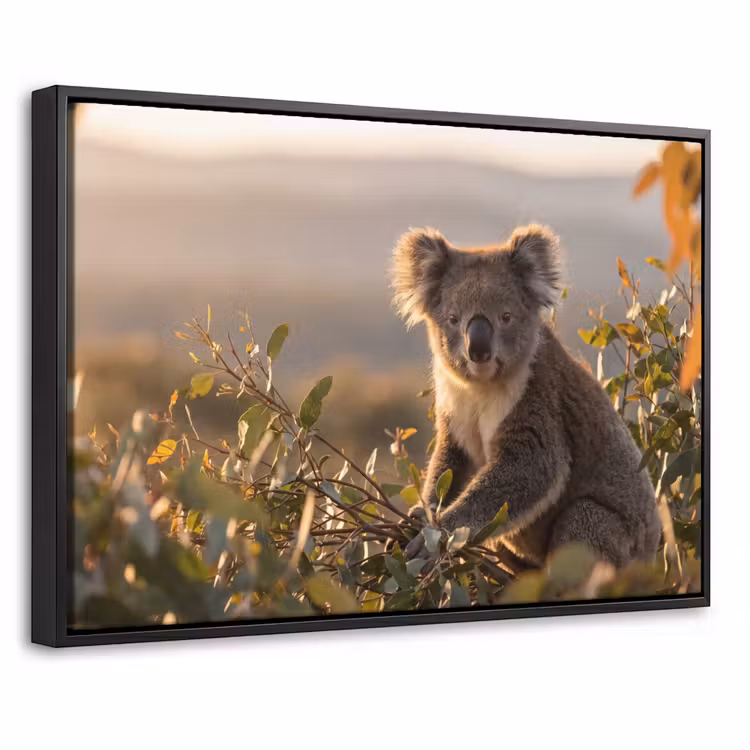 Canvas met lijst - Koala - Bladeren - Ochtendlicht — 1