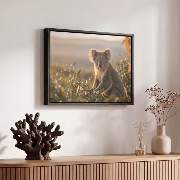 Canvas met lijst - Koala - Bladeren - Ochtendlicht — 6