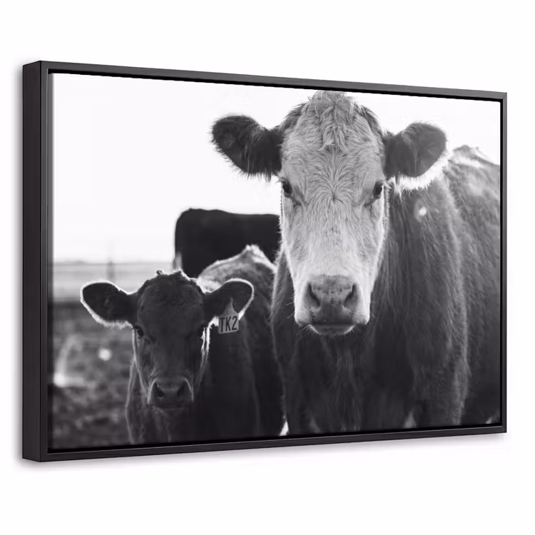 Canvas met lijst - Koeien - Zwart - Wit — 1