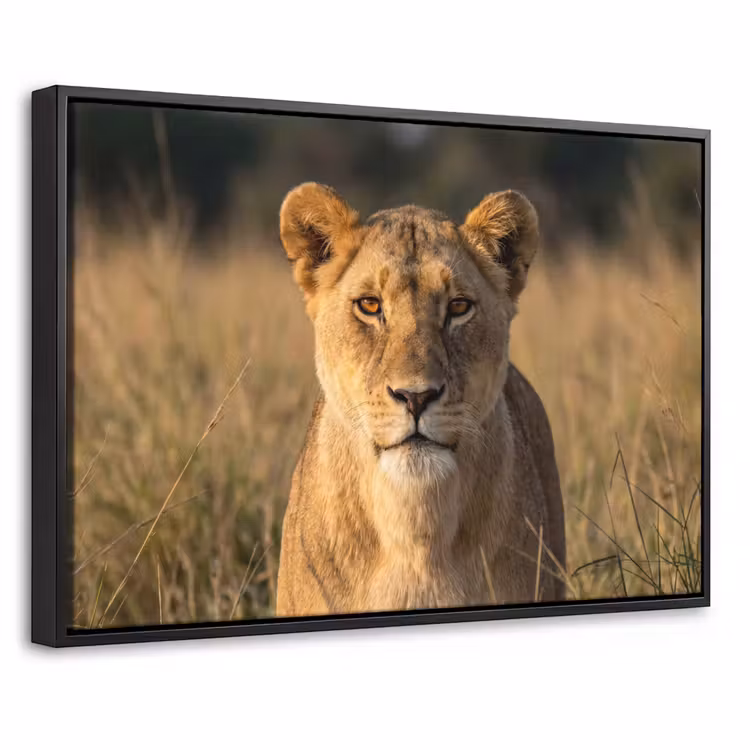 Canvas met lijst - Leeuwin - Gras - Geel — 1