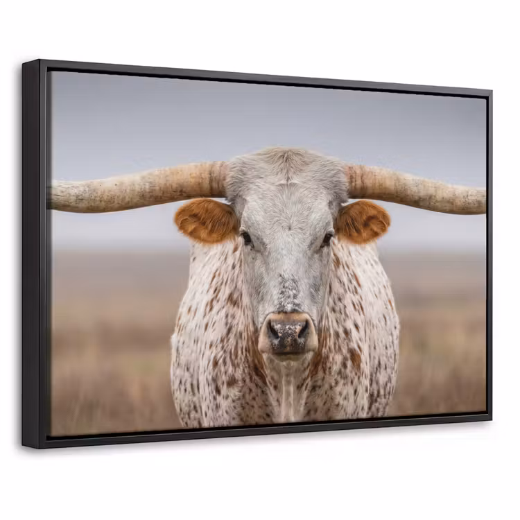 Canvas met lijst - Longhorn - Grasveld - Dier — 1