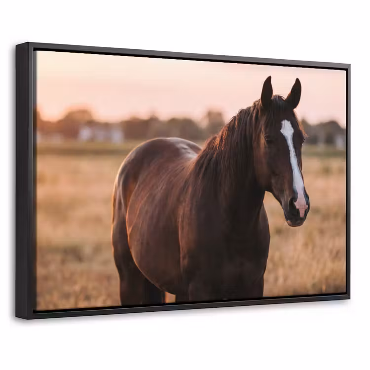 Canvas met lijst - Paard - Zonsondergang - Bruin — 1