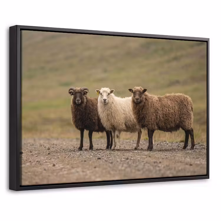 Canvas met lijst - Schapen - Bruin - Wit - Grindpad — 1