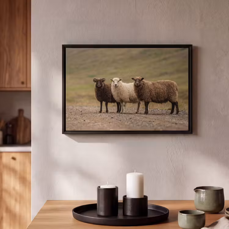 Canvas met lijst - Schapen - Bruin - Wit - Grindpad — 2