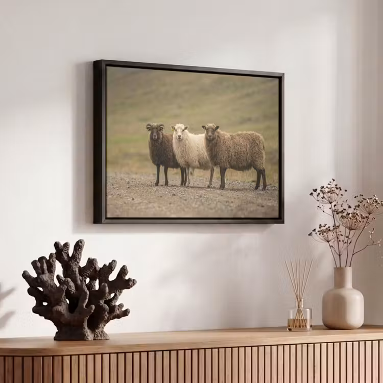 Canvas met lijst - Schapen - Bruin - Wit - Grindpad — 6