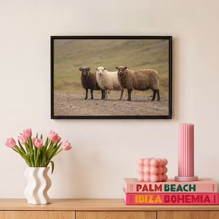 Canvas met lijst - Schapen - Bruin - Wit - Grindpad — 8