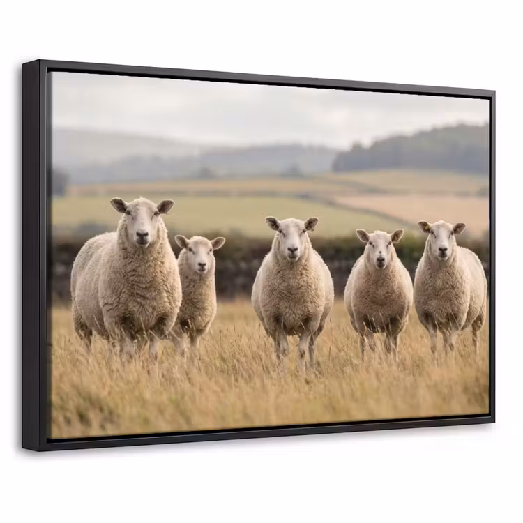 Canvas met lijst - Schapen - Weidenlandschap - Heuvels — 1