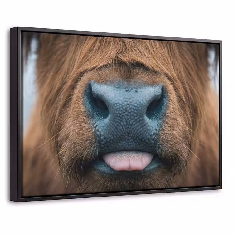 Canvas met lijst - Schotse hooglander - Neus - Bruin — 1