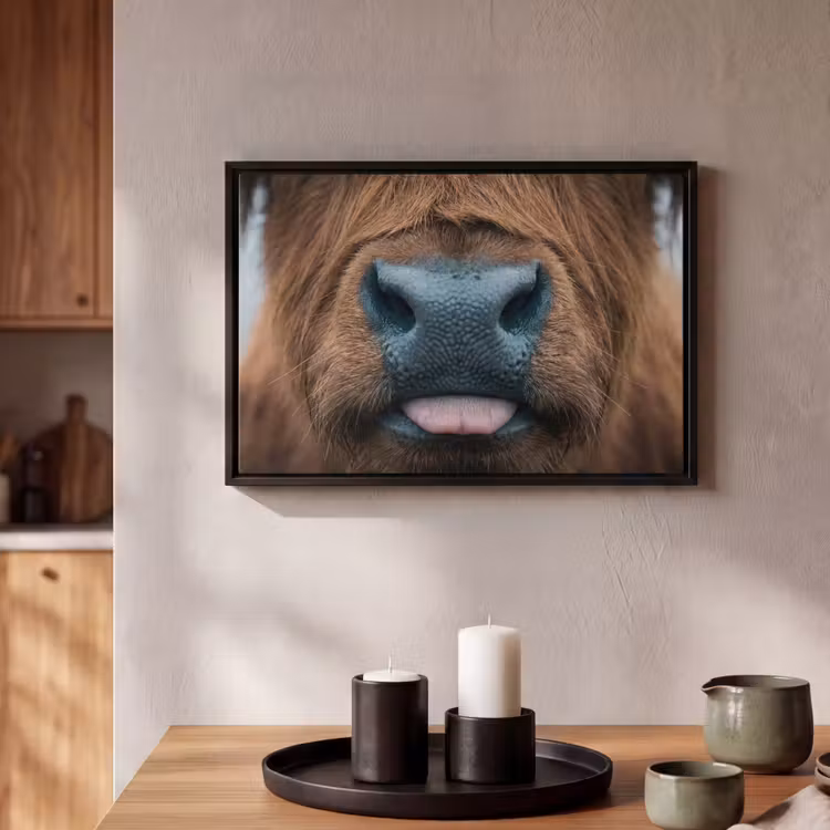 Canvas met lijst - Schotse hooglander - Neus - Bruin — 2