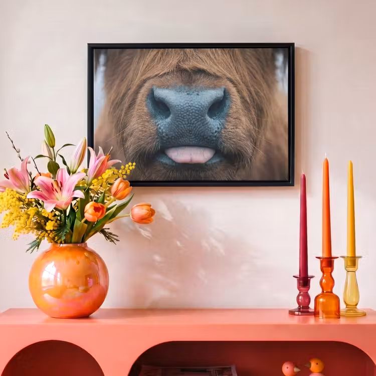 Canvas met lijst - Schotse hooglander - Neus - Bruin — 4