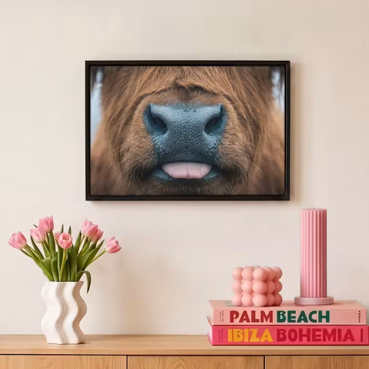 Canvas met lijst - Schotse hooglander - Neus - Bruin — 8
