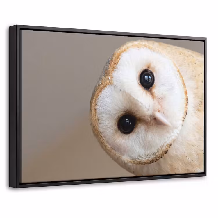 Canvas met lijst - Uil - Bruin - Wit — 1