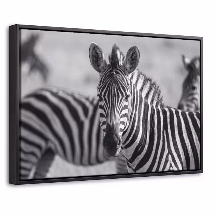 Canvas met lijst - Zebra's - Zwart - Wit — 1