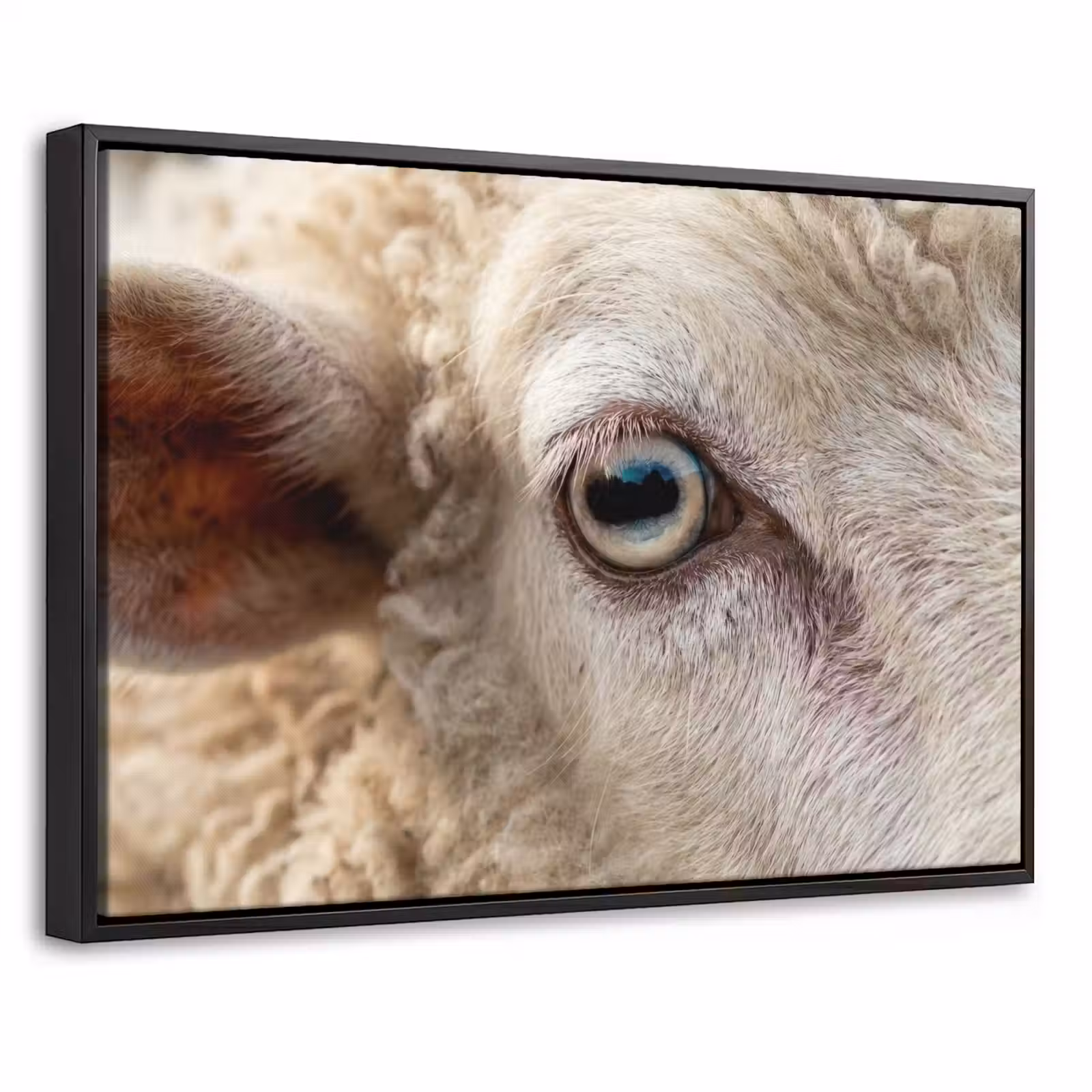 Canvas met lijst - Schaap - Oog - Wit — 1