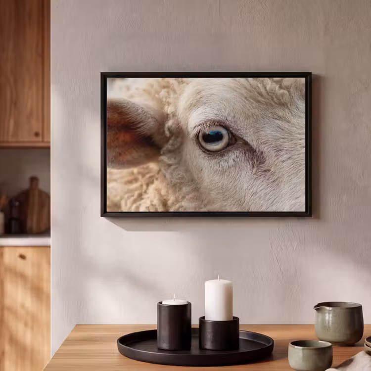 Canvas met lijst - Schaap - Oog - Wit — 2