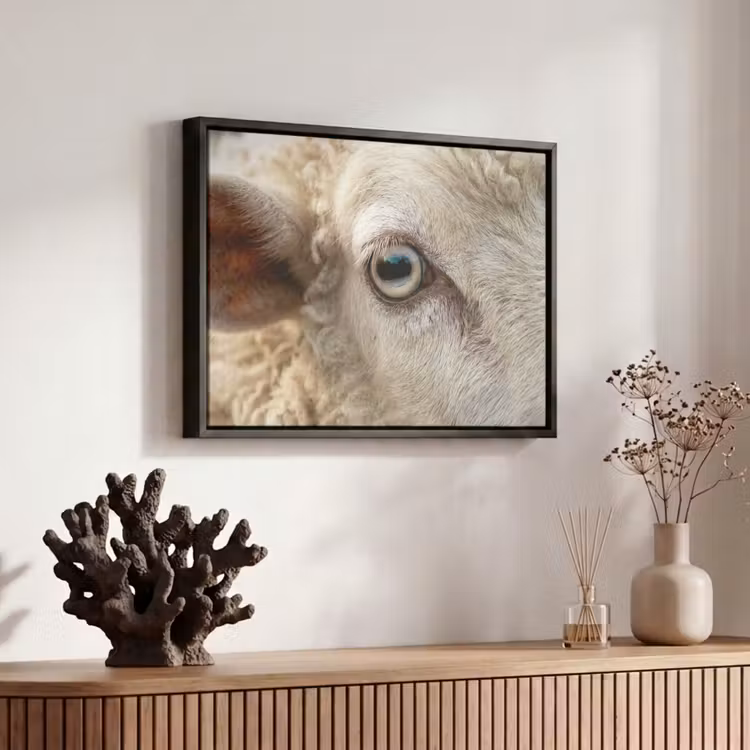 Canvas met lijst - Schaap - Oog - Wit — 6