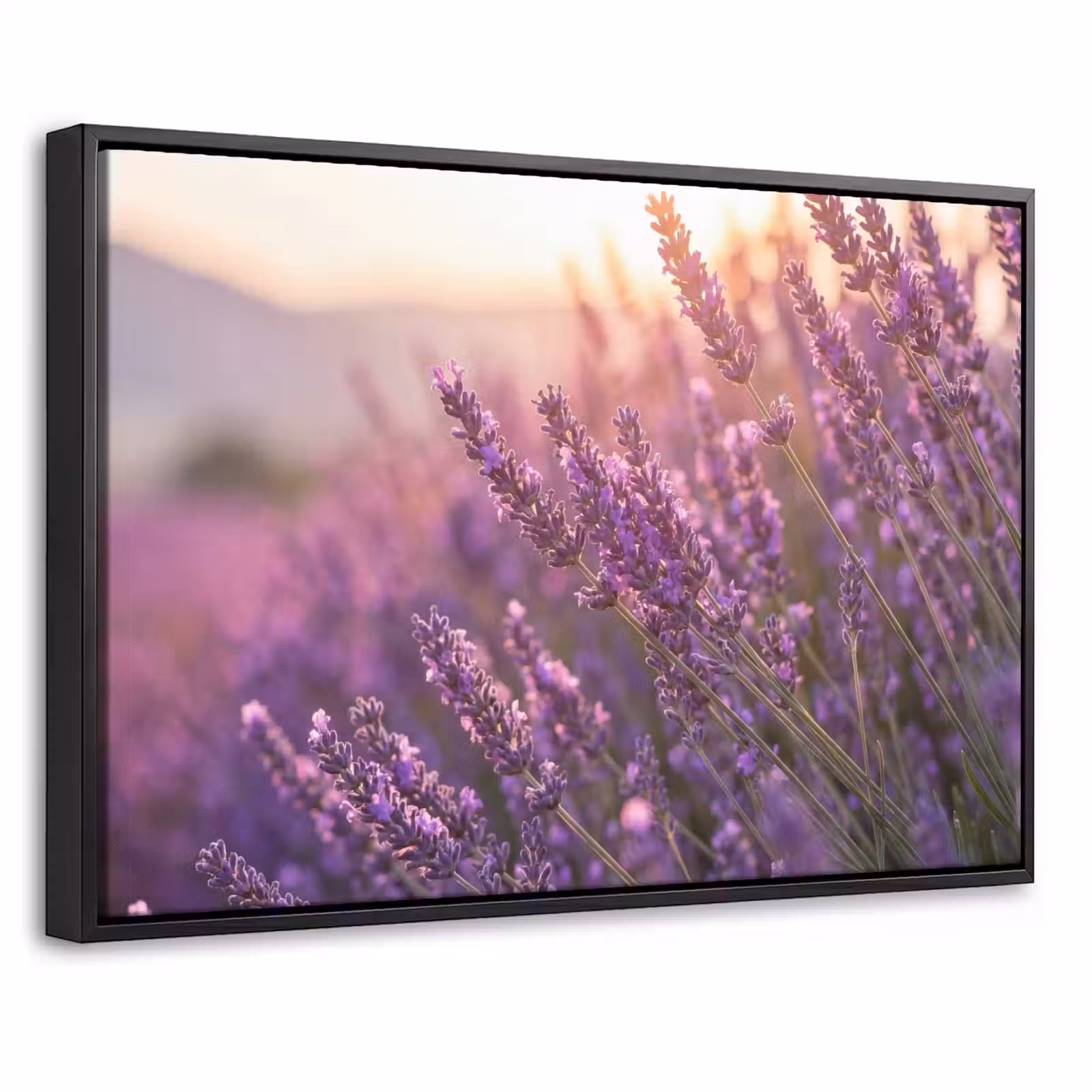 Canvas met lijst - Lavendel - Paars - Zonlicht — 1