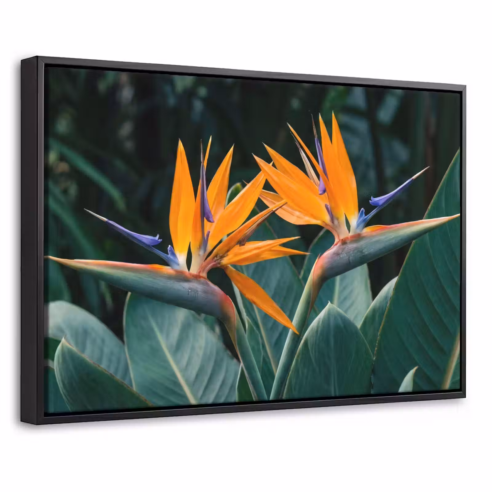 Canvas met lijst - Paradijsvogel - Bloem - Exotisch — 1