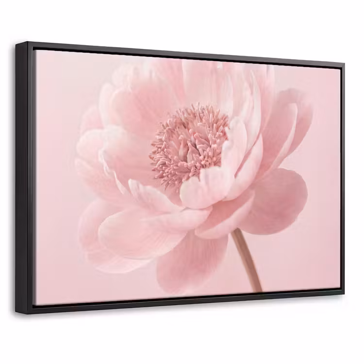 Canvas met lijst - Bloem - Pioenroos - Roze — 1