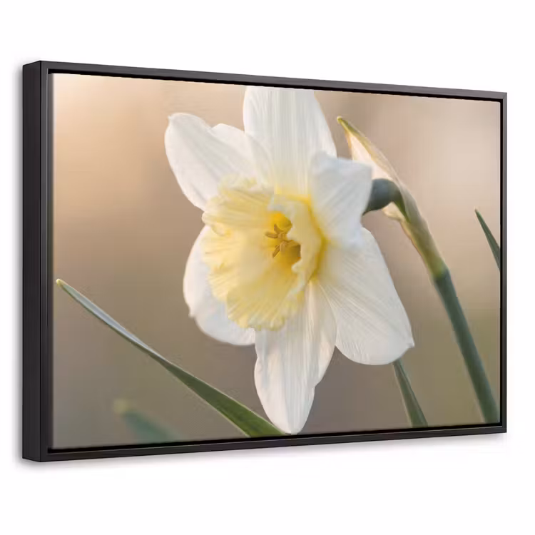 Canvas met lijst - Narcis - Bloem - Minimalistisch — 1