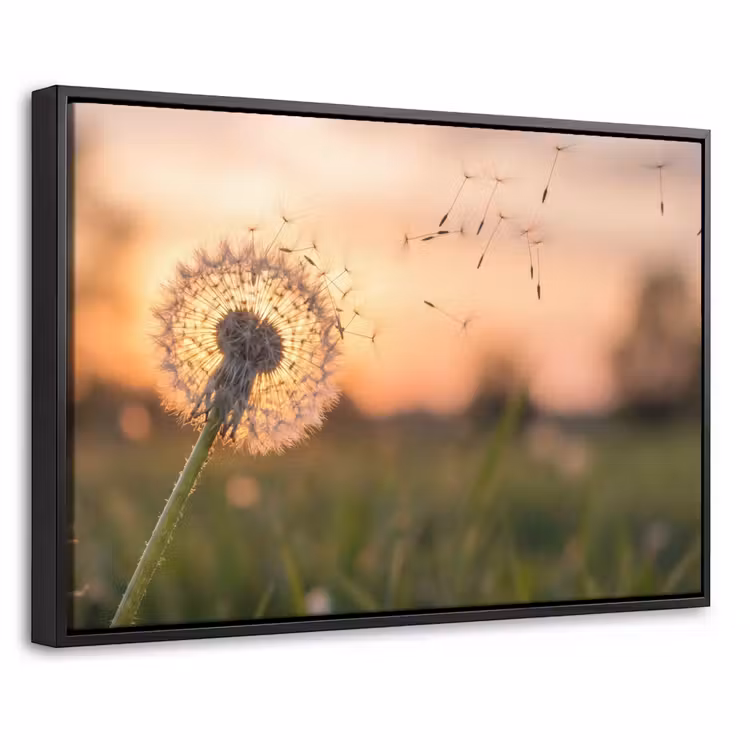 Canvas met lijst - Paardenbloem - Zonsondergang - Veld — 1