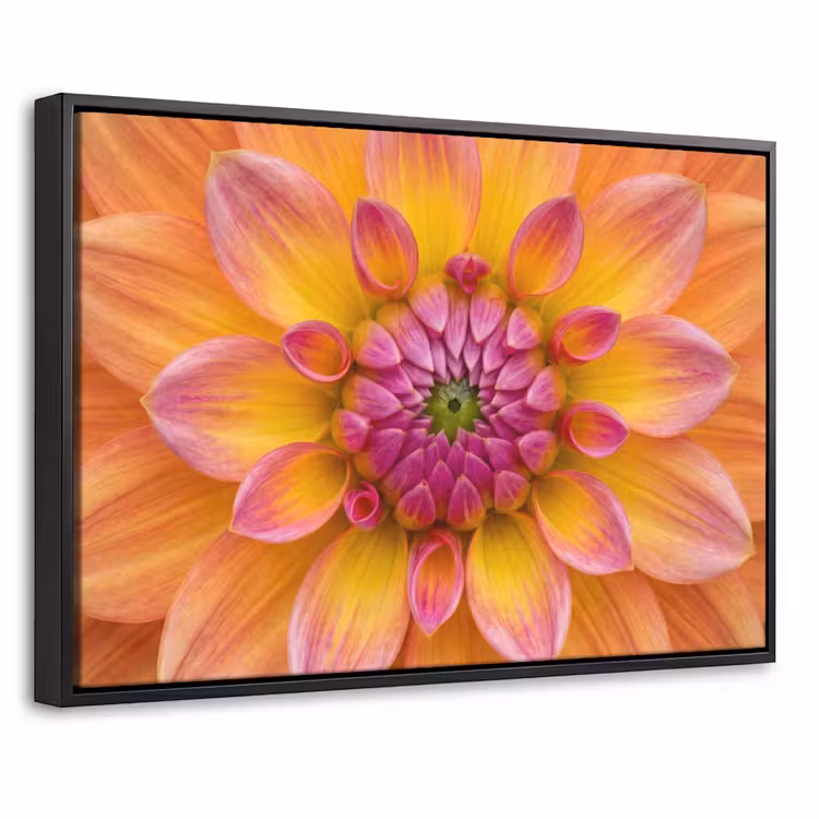 Canvas met lijst - Dahlia - Bloem - Oranje — 1