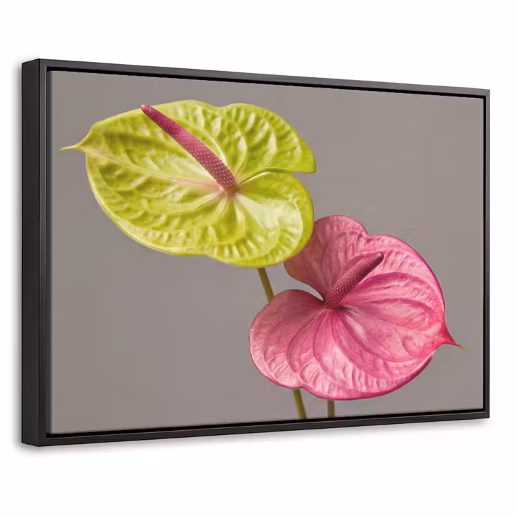Canvas met lijst - Planten - Anthurium - Groen - Roze — 1