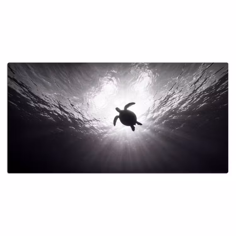 Bureau onderlegger - Schildpad - Onderwater - Lichtstralen - Oceaan - Zwart-wit — 2