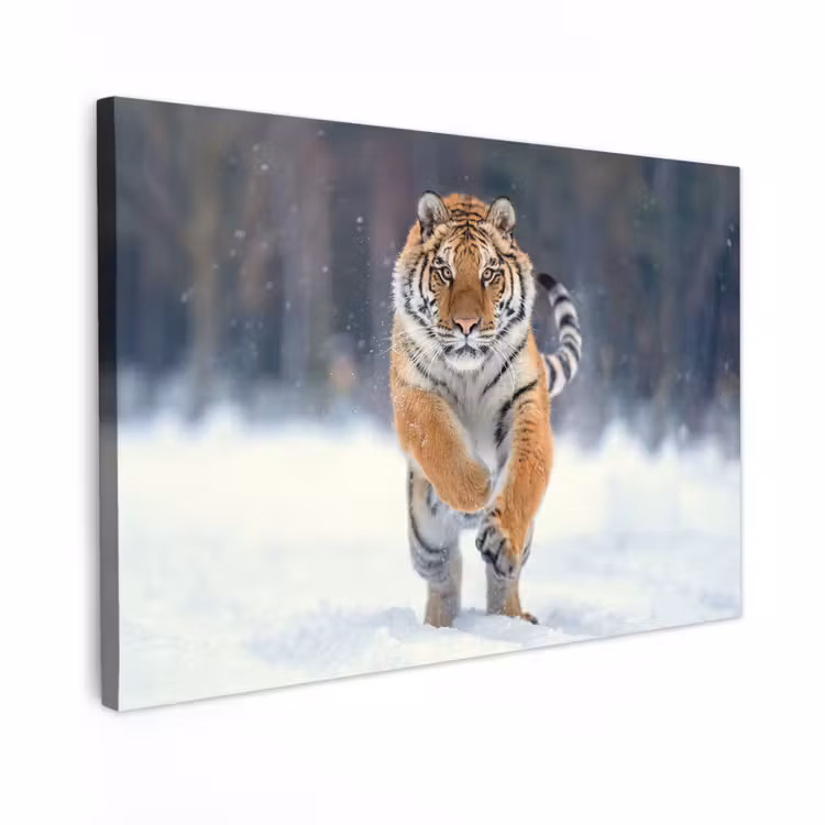Canvas schilderij - Tijger - Landschap - Sneeuw - Winter - Dieren — 1