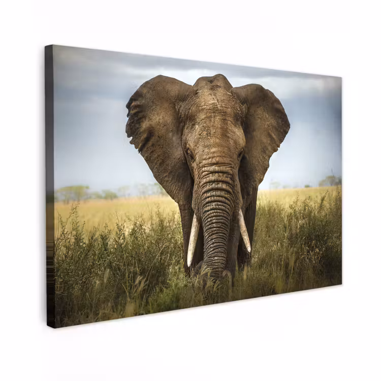 Canvas schilderij - Olifant - Natuur - Gras - Dieren - Landschap — 1