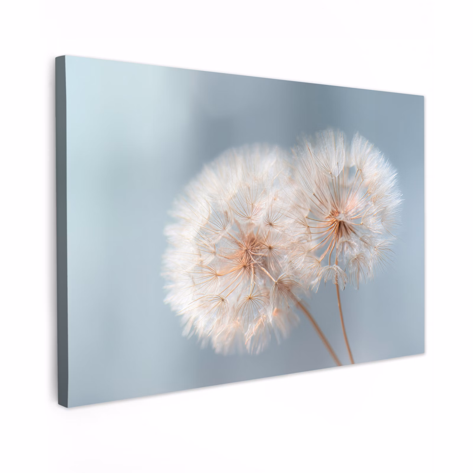 Canvas schilderij - Paardenbloemen - Pluisjes - Wit — 1