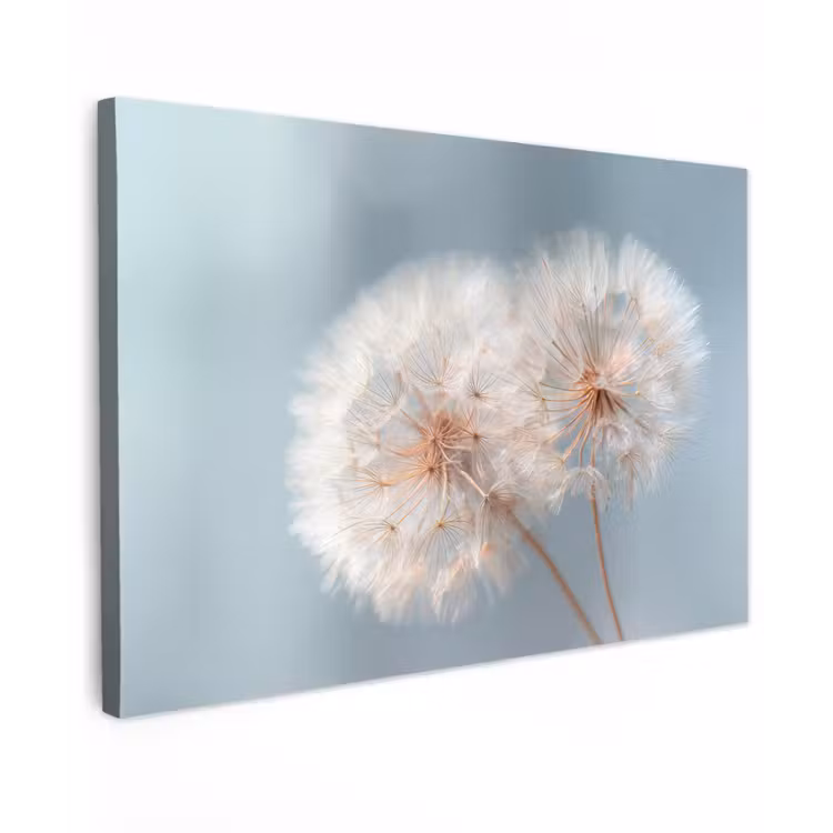 Canvas schilderij - Paardenbloemen - Pluisjes - Wit — 1