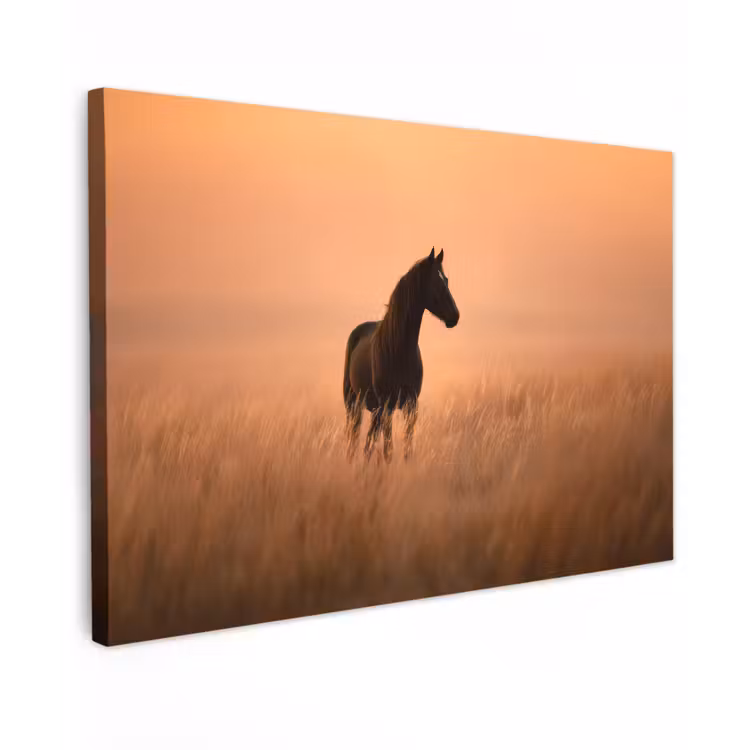 Canvas schilderij - Paard - Grasveld - Zonsondergang — 1