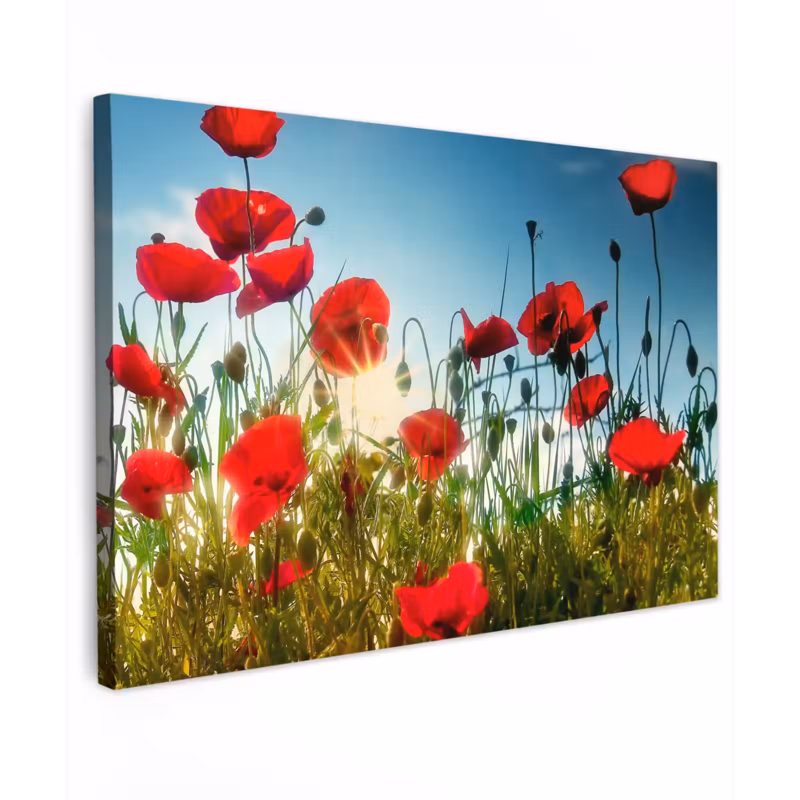 Canvas schilderij - Klaprozen - Toscane - Zon - Rood - Blauw — 1
