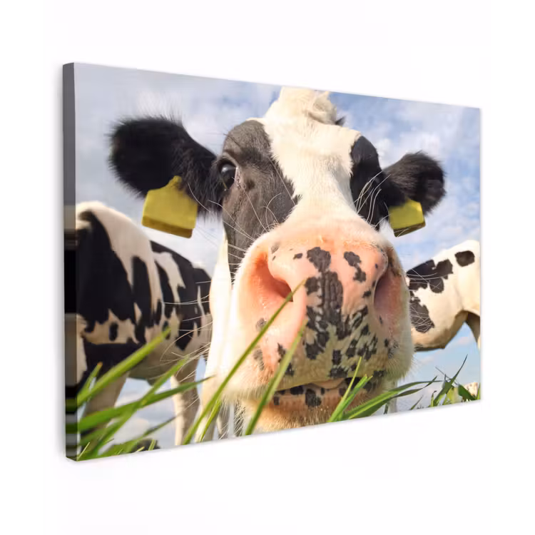 Canvas schilderij - Koe - Boerderij - Gras - Dieren — 1