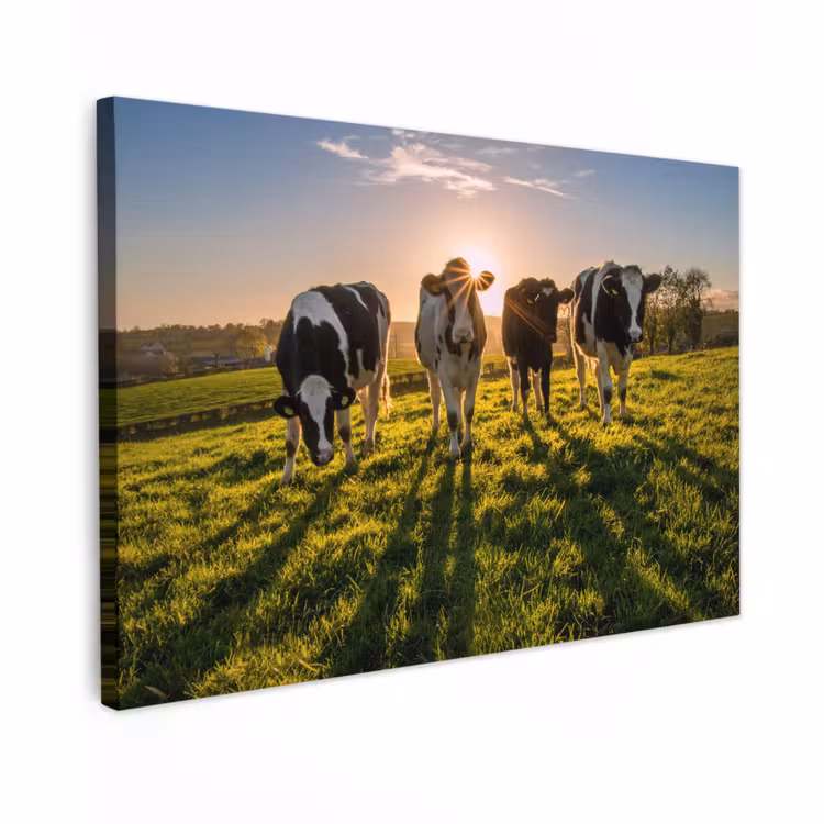 Canvas schilderij - Koeien - Zon - Gras - Dieren - Boerderij — 1