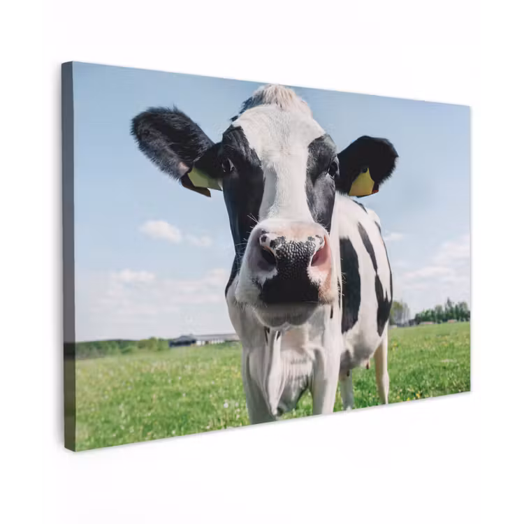 Canvas schilderij - Koe - Weiland - Natuur - Dieren - Gras — 1