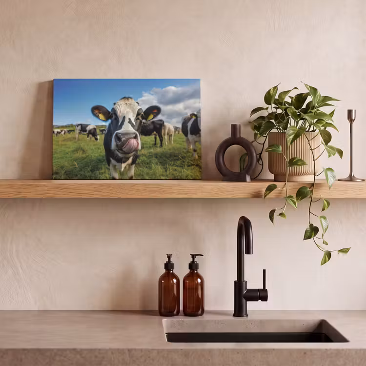 Canvas schilderij - Koe - Tong - Weide — 3