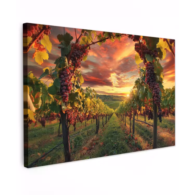 Canvas schilderij - Wijngaard - Druiven - Zonsondergang — 1