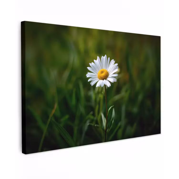 Canvas schilderij - Wit - Madeliefje - Bloem - Gras — 1