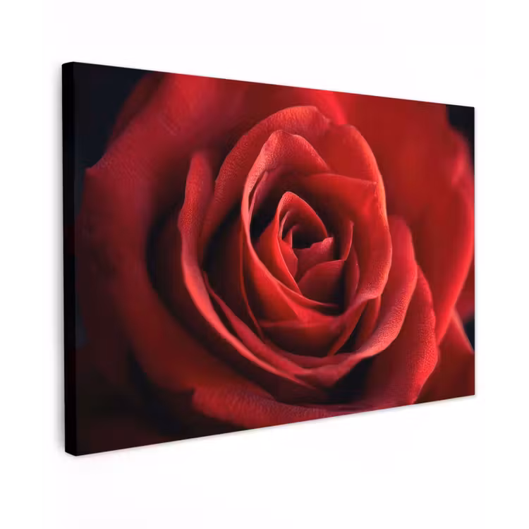 Canvas schilderij - Rood - Roos - Romantisch — 1