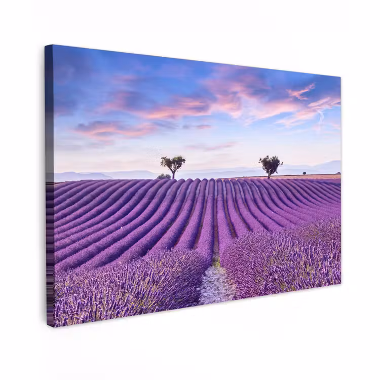 Canvas schilderij - Lavendel - Natuur - Paars - Bomen - Bloemen — 1