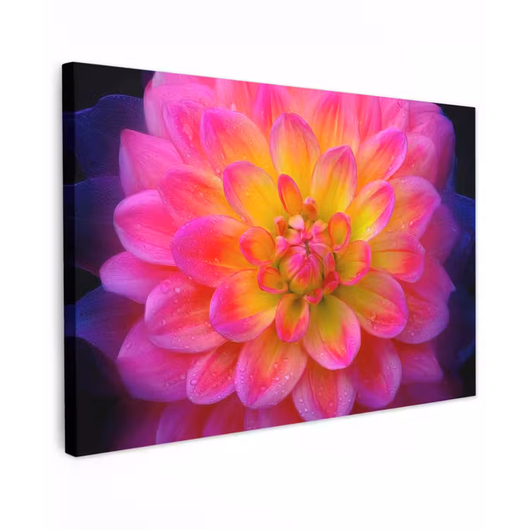 Canvas schilderij - Roze - Dahlia - Kleurrijk — 1