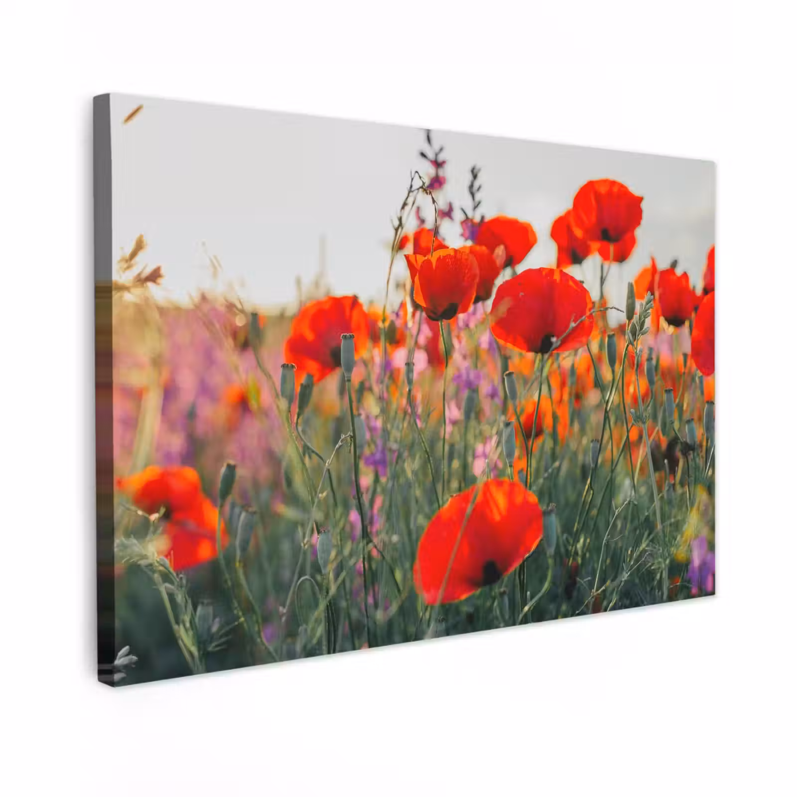 Canvas schilderij - Klaproos - Bloemen - Rood - Paars - Weide — 1
