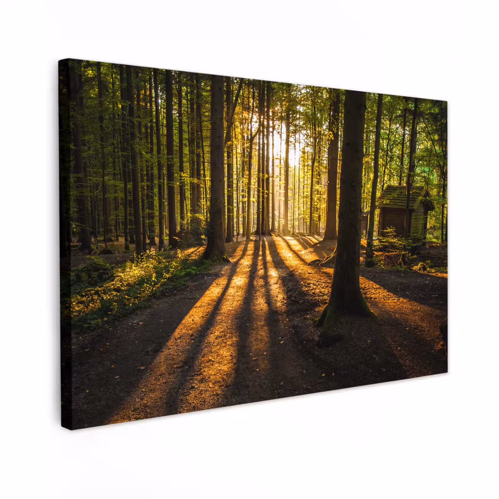 Canvas schilderij - Zon - Bomen - Bos - Landschap - Natuur — 1