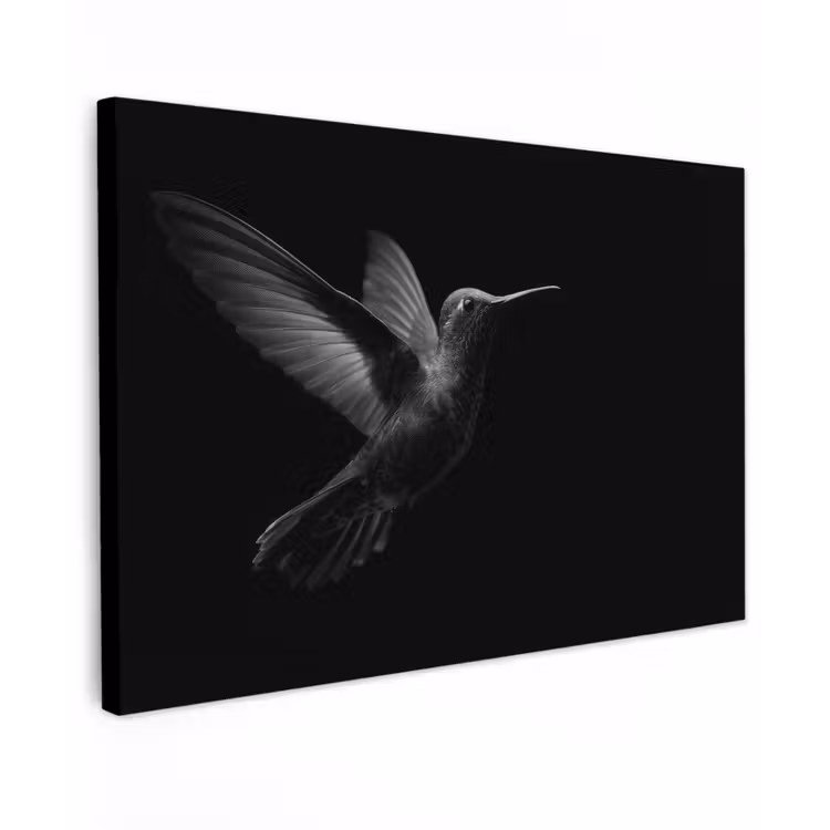 Canvas schilderij - Kolibrie - Zwart - Dieren — 1