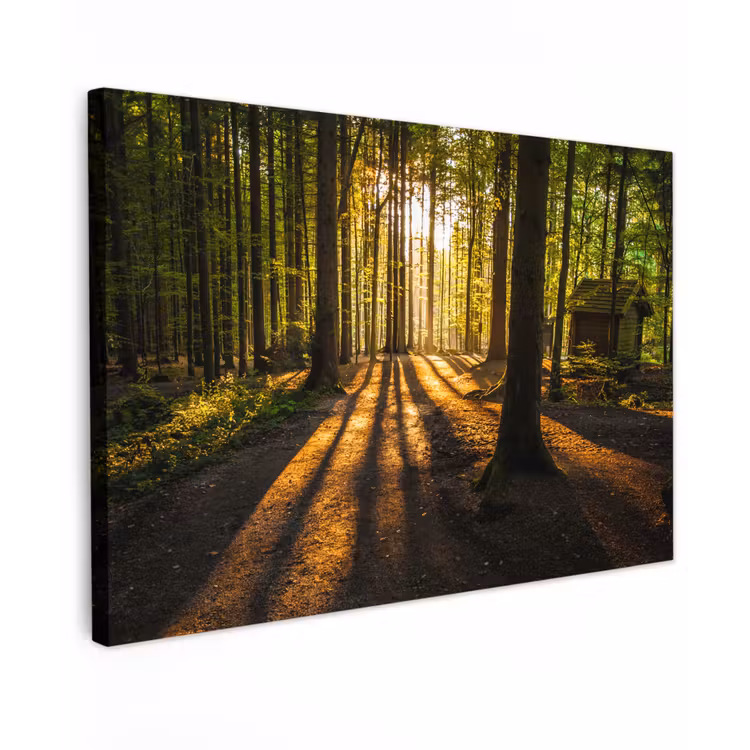 Canvas schilderij - Zon - Bomen - Bos - Landschap - Natuur — 1