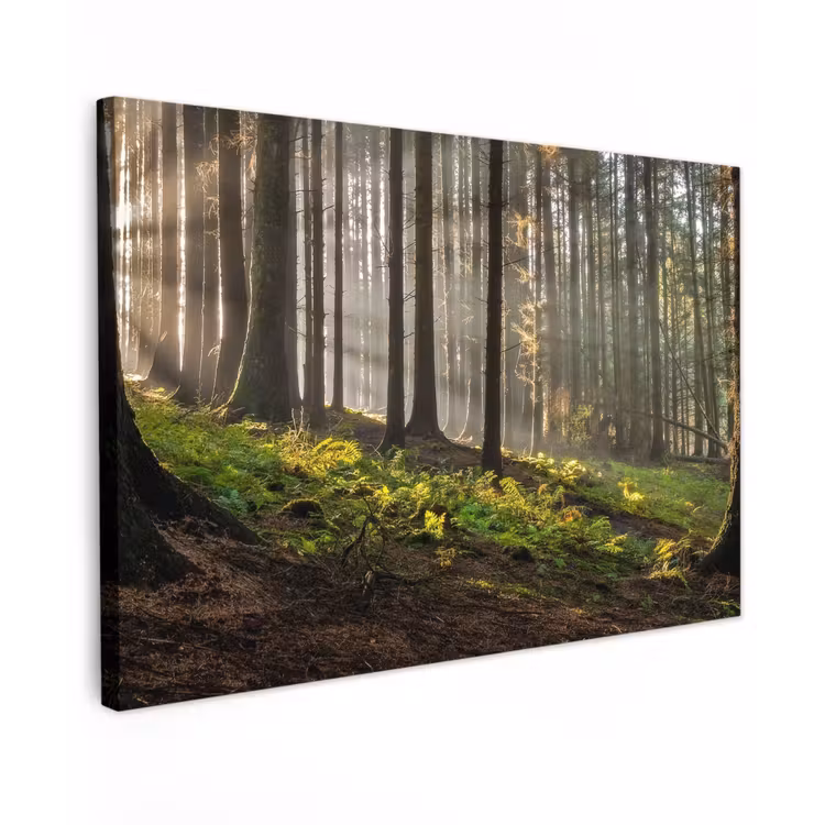 Canvas schilderij - Zon - Takken - Bomen - Bos - Natuur — 1