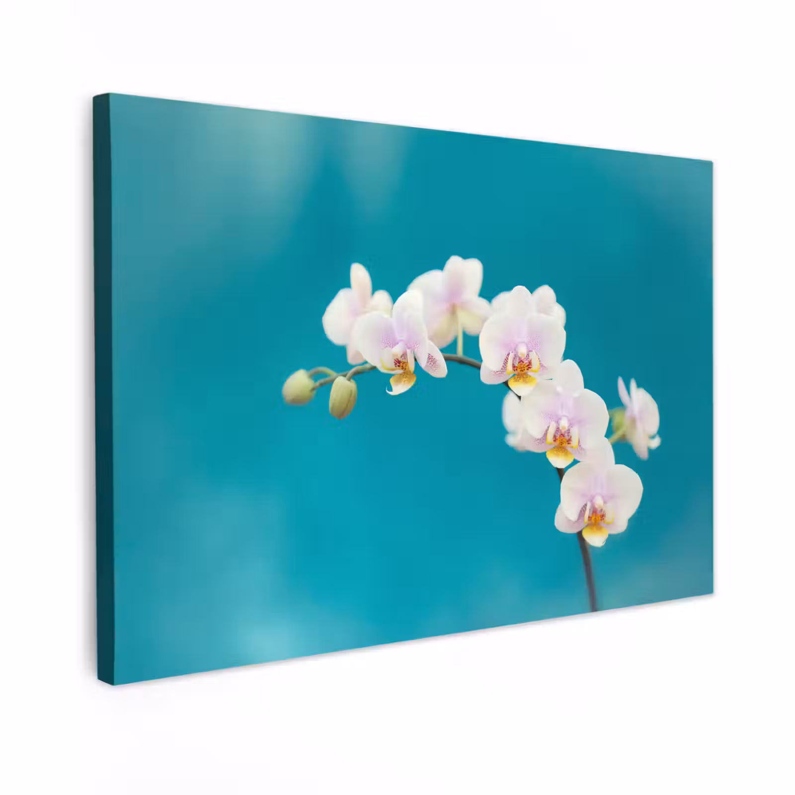 Canvas schilderij - Orchidee - Bloemen - Plant - Wit - Paars — 1