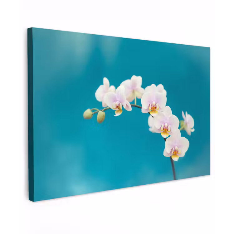 Canvas schilderij - Orchidee - Bloemen - Plant - Wit - Paars — 1